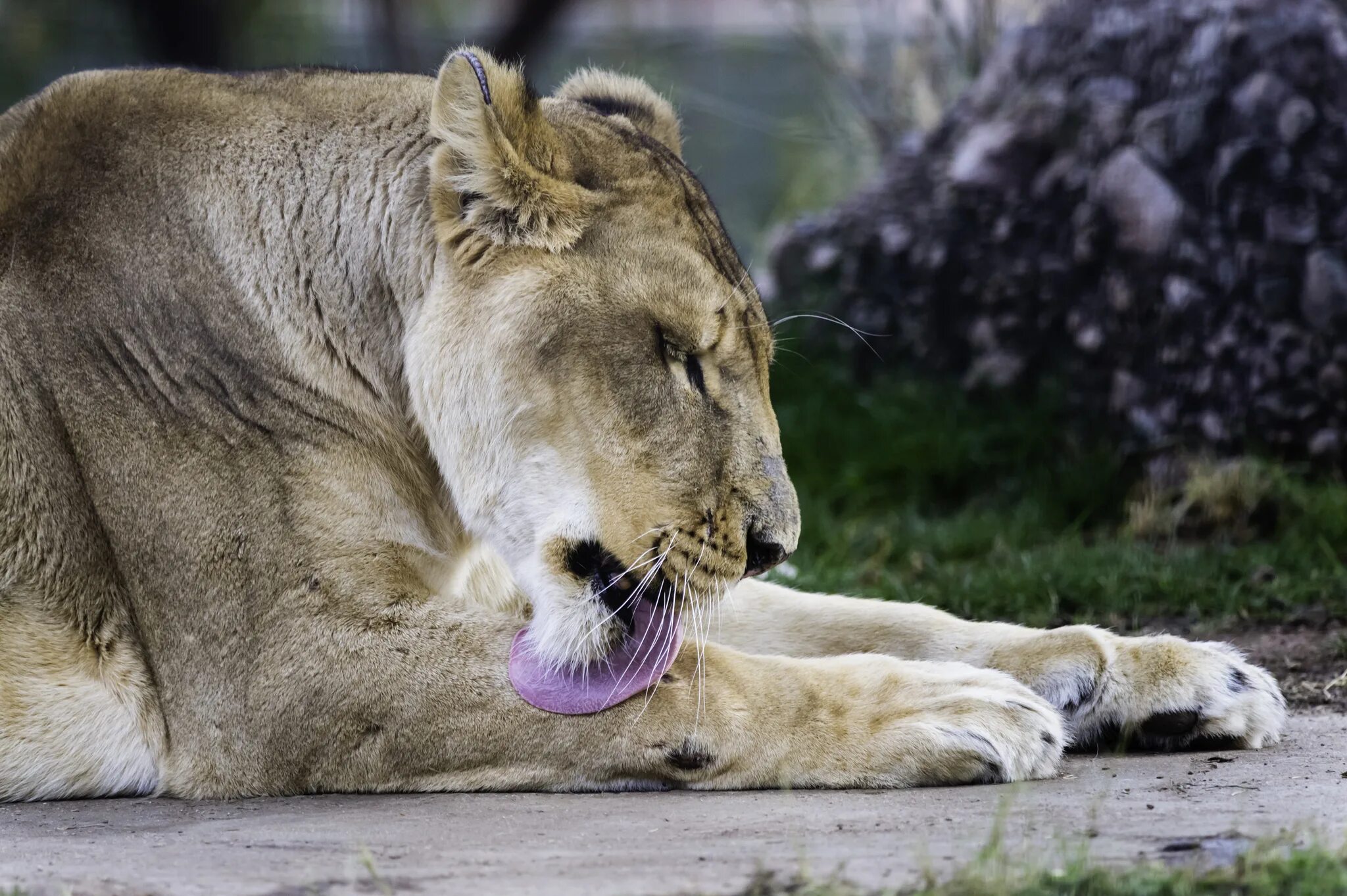 Лев. Грустный лев. Лев львица и львенок. Лев. Лев умывается.