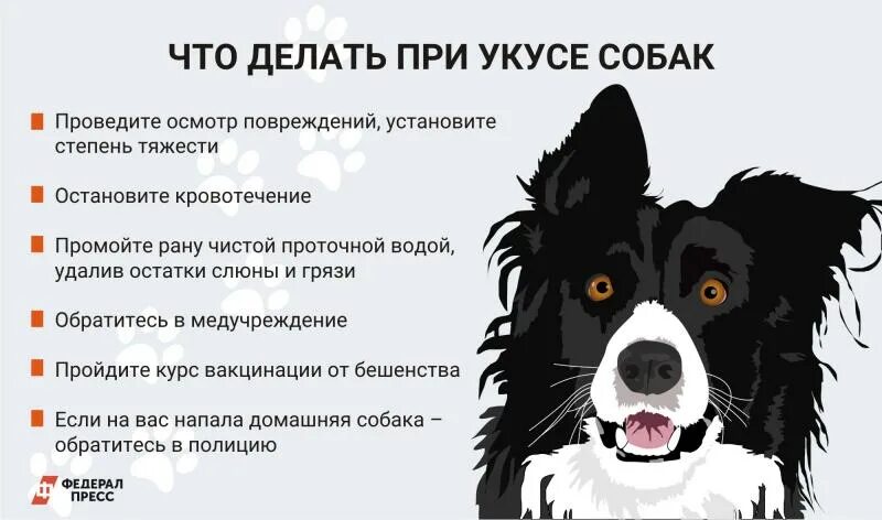 Укус как себя вести. Что сделаиьпри укосе србаки. Что делать при укусе собаки. Памятка что делать если укусила собака. Памятка поведения при встрече с бездомными собаками.