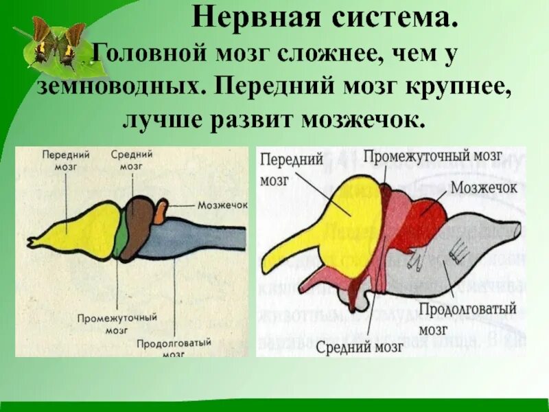 Отделы мозга ящерицы. Строение нервной системы рептилий. Головной мозг рептилий. Нервная система пресмыкающихс. Головной мозг земноводных.