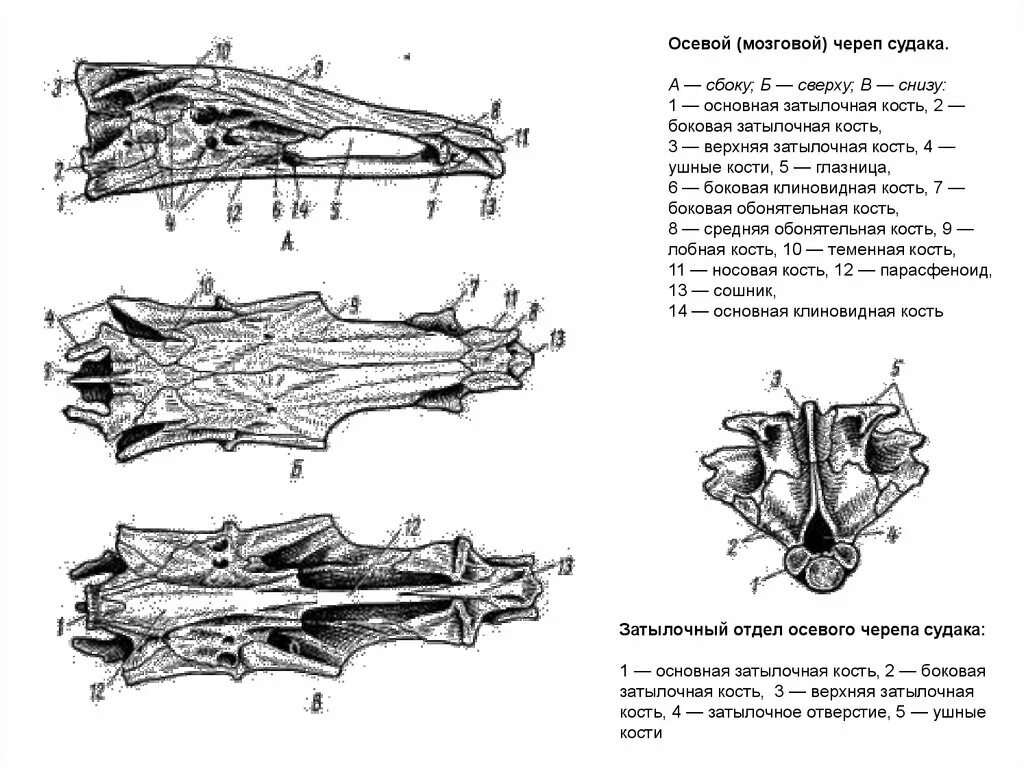 Осевой череп судака сбоку. Строение черепа костных рыб. Схема строения черепа костных рыб. Осевой мозговой череп судака. Череп костной рыбы