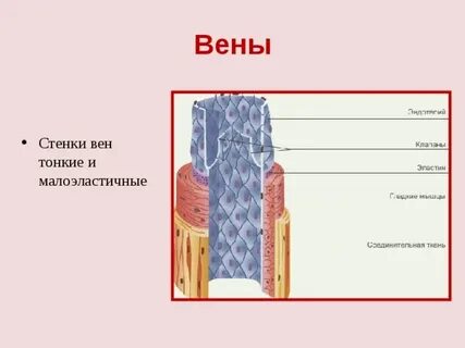 Ткань вен