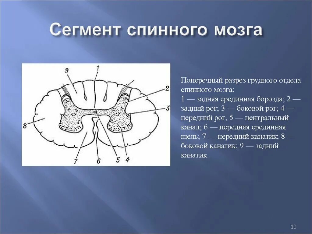 Сегмент изображения. Строение сегмента спинного мозга. схема сегмента спинного мозга. строение спинномозгового сегмента. сегмент спинного мозга анатомия.
