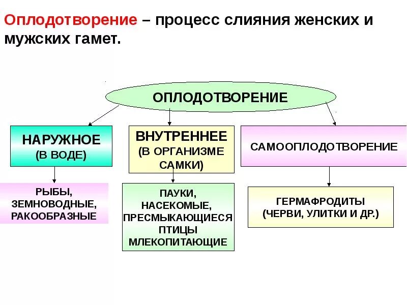 3 тип оплодотворения