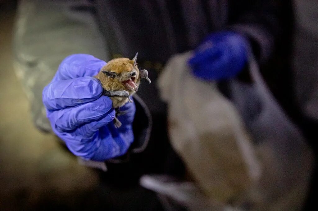 Вирус корро от летучих мышей. Летучая мышь ковид 19. Вирус корро от летучих мышей. Летучие мыши коронавирусы. Летучая мышь.