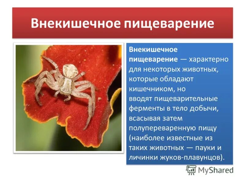 Пищеварительная и выделительная система паукообразных. Внекишечное пищеварение характерно для пауков. Внекишечное пищеварение критерий вида. Внекишечное пищеварение. Для какого характерно внекишечное пищеварение.