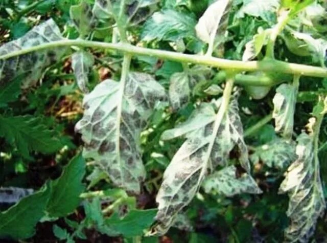 Скручиваются листья у томатов. Пероноспороз на томатах в теплице. Фитофтороз рассада помидоров. Увядание листьев томатов. Листья томатов скручиваются вверх.