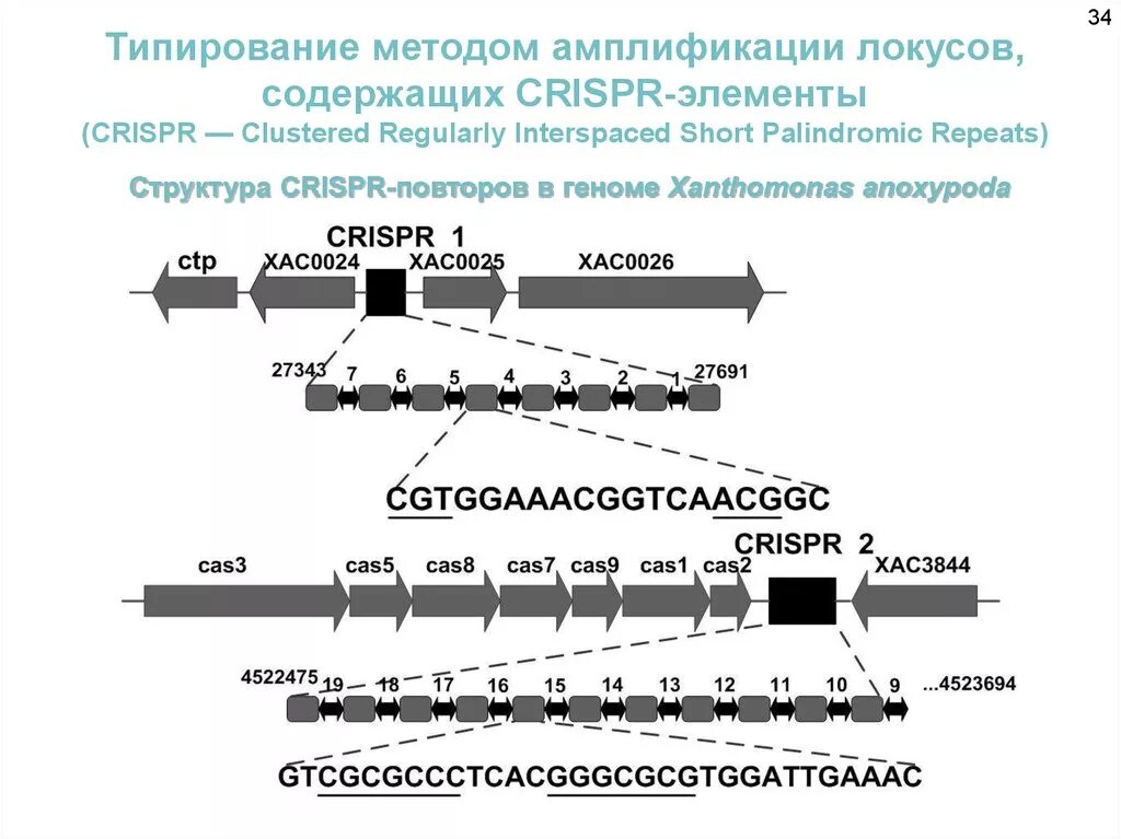 Метод локусов (метод Цицерона). Методы амплификации. CRISPR Локус. Метод локусов представляет собой. Человек с внутренним локусом контроля