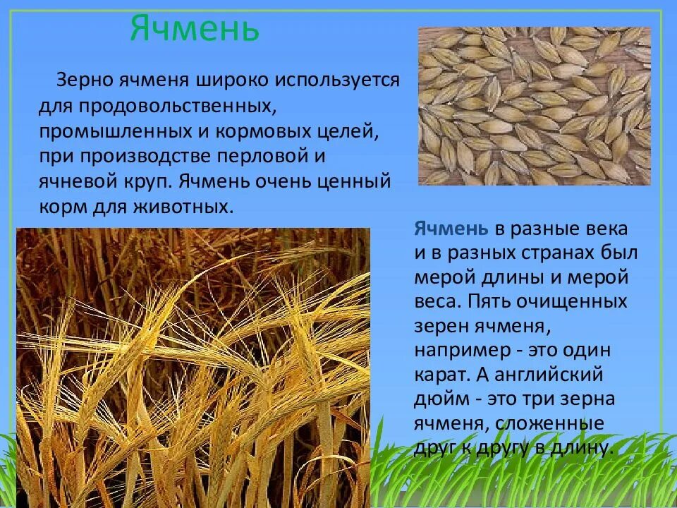 Какие зерновые культуры выращивали в россии. Ячмень обыкновенный злаки. Презентация на тему зерновые культуры. Культурные растения зерновые культуры. Зерновые культуры для детей.