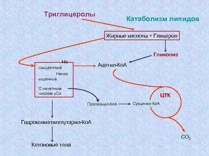 Общая схема катаболизма