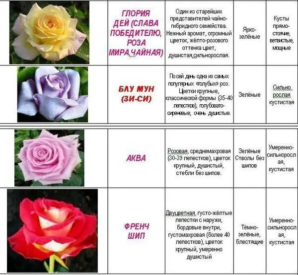 Как отличить розы