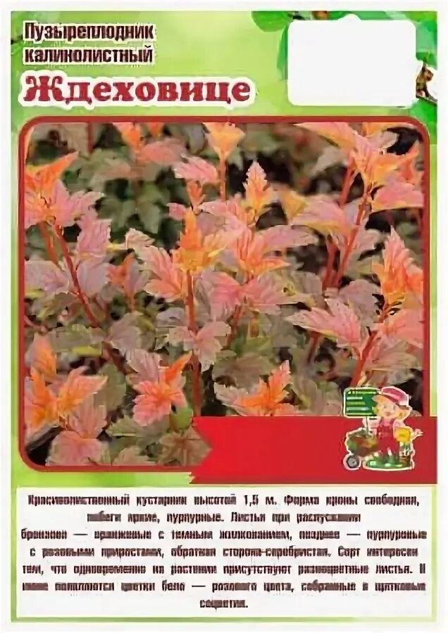 Пузыреплодник ждеховице фото и описание кустарника Пузыреплодник калинолистный кустарники на