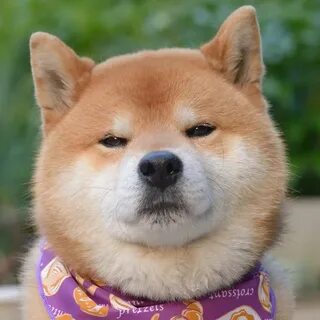 Японский сиба ину