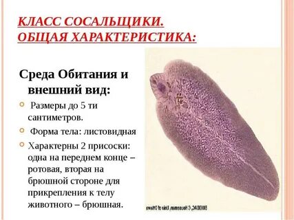 Печеночный сосальщик обитает