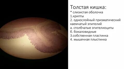 Оболочка 1