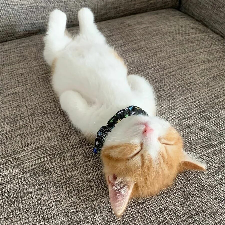 Пухлый кот по кличке Мангго, который украдёт ваше сердечко Cat expressions, Derp