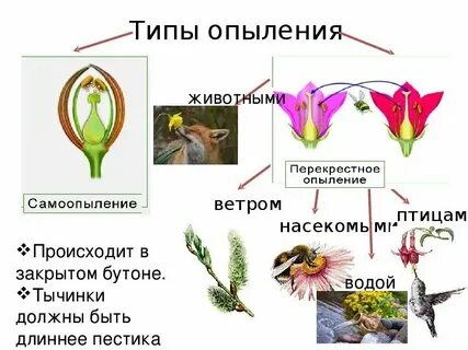 Опыление елей