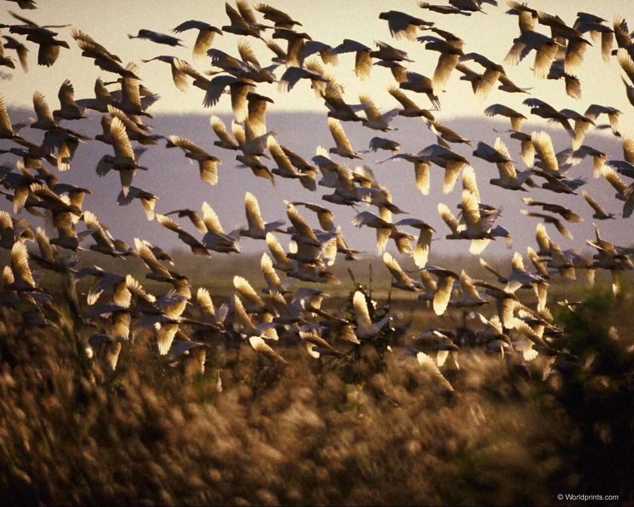 Дикие гуси перелетные птицы. К чему снится много птиц. Стая птиц. Во сне много птиц в доме. Чайки стая.