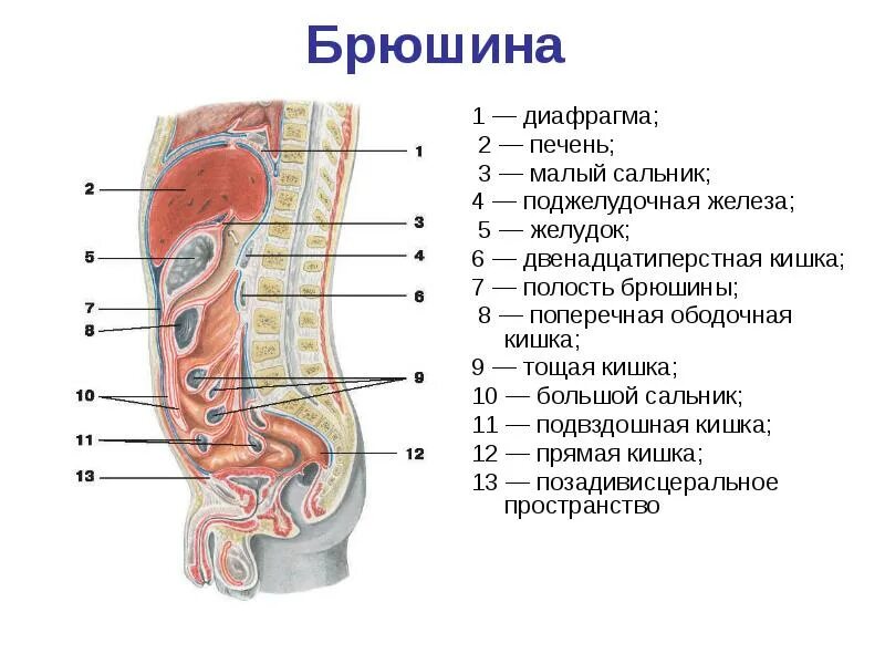 Анатомический отдел