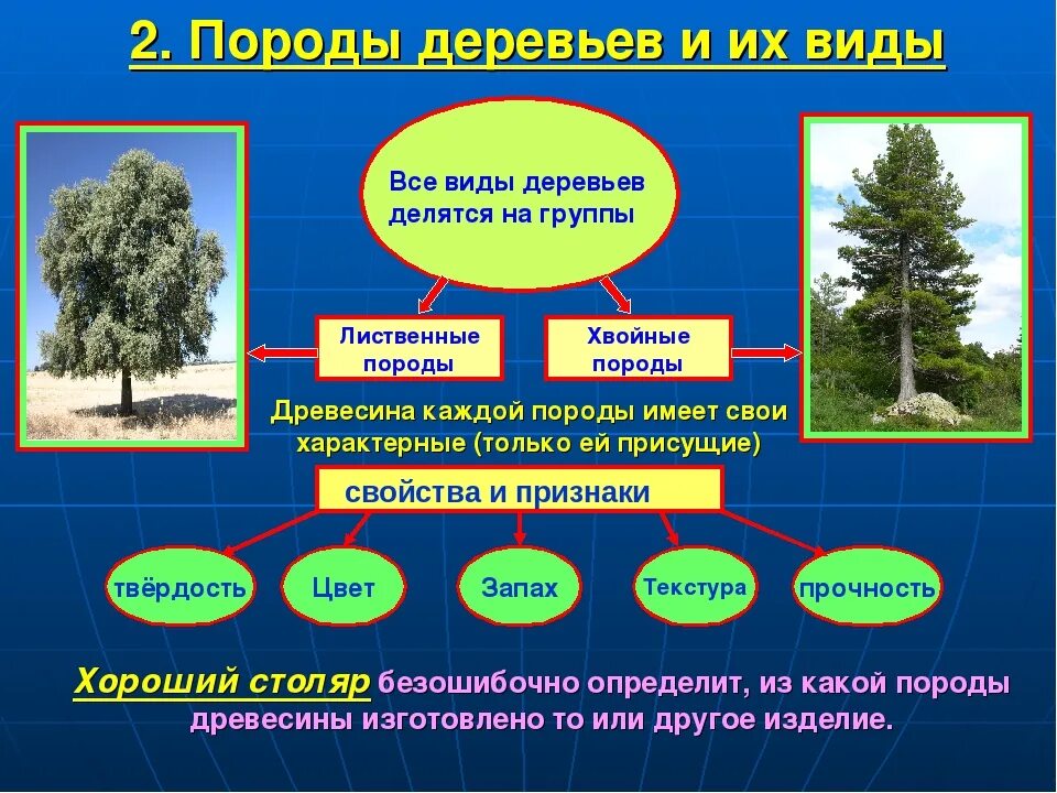 Деревья лес свойства деревьев. Классификация деревьев. хвойные и лиственные породы деревьев. хвойные и лиственные породы древесины. деревья классификация деревьев.