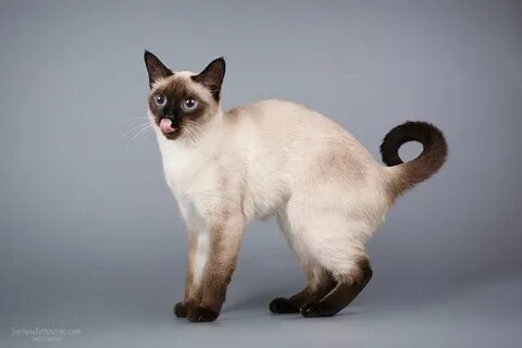 Кошка похожая на сиамскую
