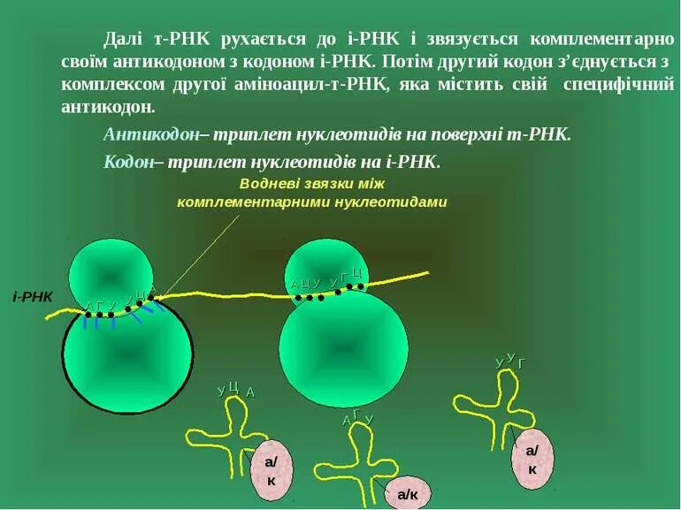 Трансляция этапы синтеза белка. Схема трансляции синтеза белка. Этапы синтеза белка трансляции в клетке. Реакция маточного синтоза , синтез белка. Транскрипция биосинтез белка.
