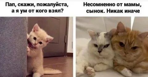 Коты юмор картинки