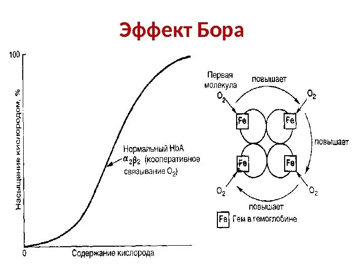 Эффект холдейна. Эффект вериго - бора. схема связывания газов гемоглобином. схема связывания газов гемоглобином биохимия. эффект бора биохимия.