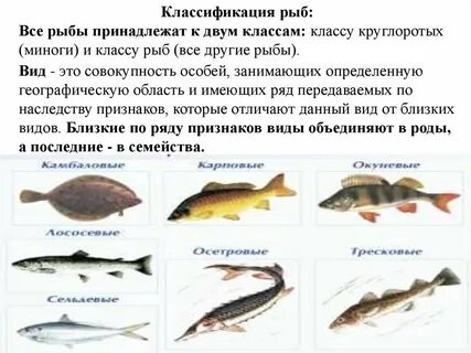 Частиковые рыбы