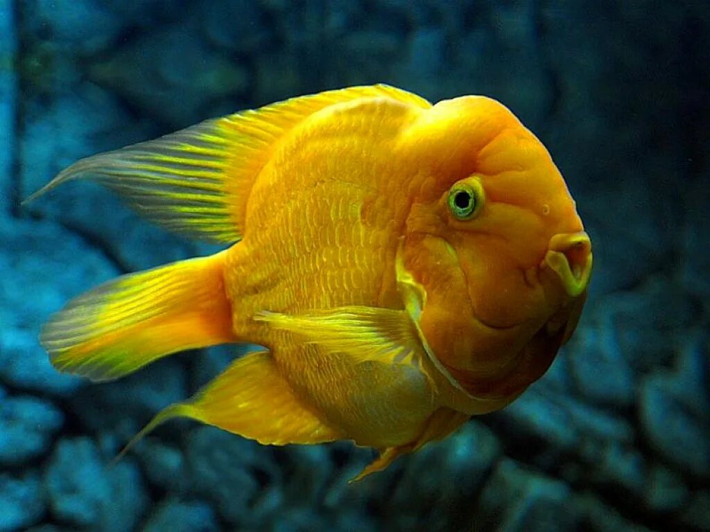 Желтая рыбка красная рыбка