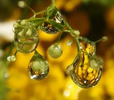 Капельки золотые сабельки