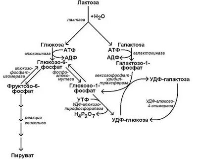 Лактоза биохимия