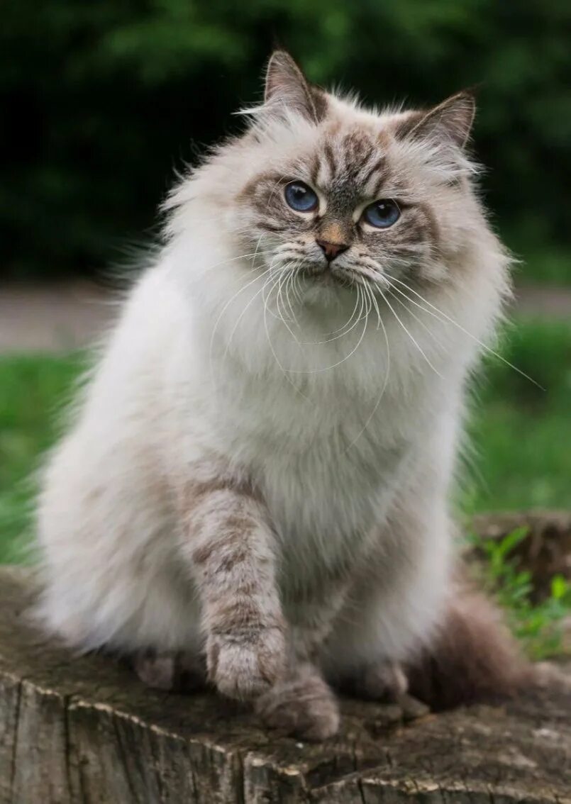 Невса я маскарадная кошка. Сибирская невская маскарадная кошка. Невская маскарадная кошка. Несвская маскарад кошка. Фестивальная кошка.