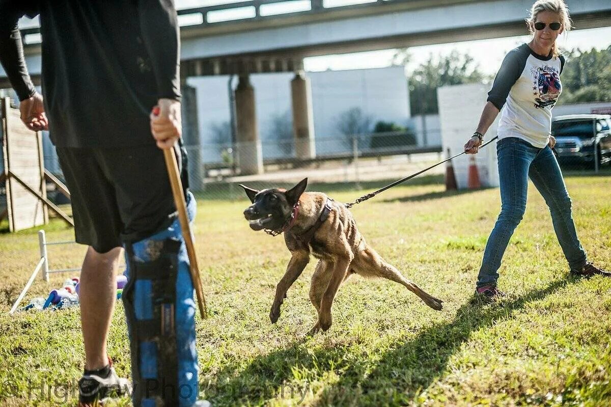 Собаки защищают людей. Немецкая овчарка ищейка. Собаки защищают людей. Немецкая овчарка спасает. Чёрная немецкая овчарка зкс.