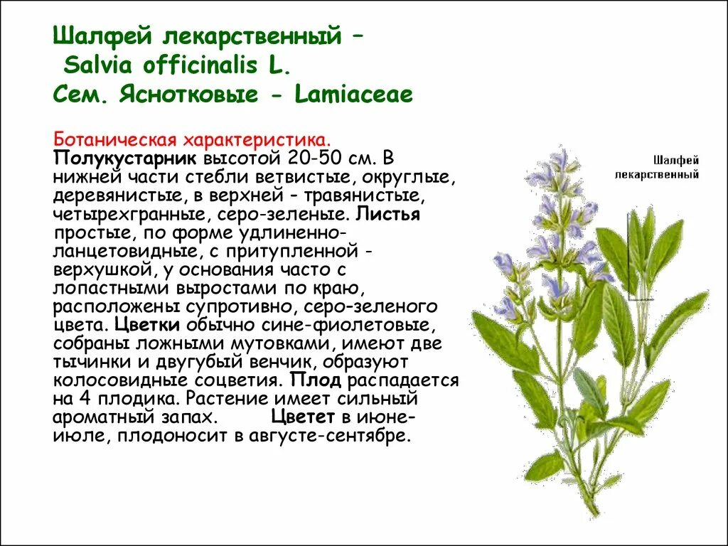 Лекарственный лист. Шалфей лекарственный листья описание. шалфей оффициналис. яснотковые шалфей лекарственный. шалфей форма листовой пластинки.