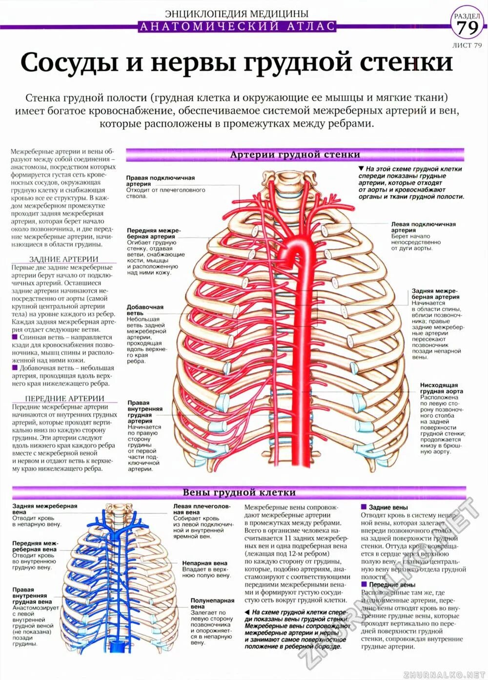 Нервы грудной клетки человека спереди. Артерии грудной клетки анатомия. Кровоснабжение грудной полости схема. Кровоснабжение и иннервация грудной клетки.