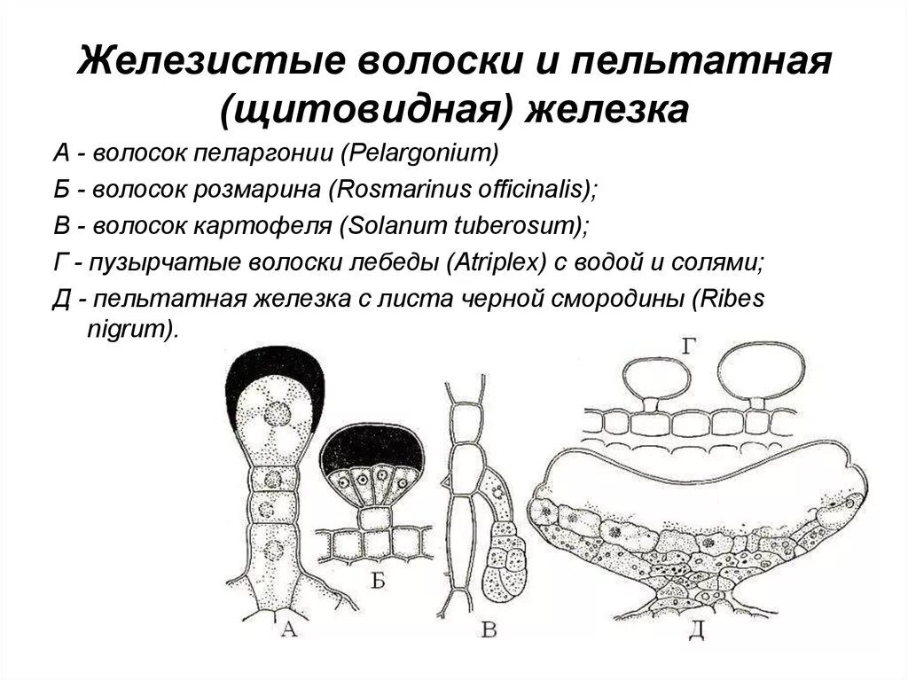 Железистые волоски крапивы. Выделительная ткань железистые волоски. Выделительные клетки железистые волоски. Выделительная ткань растений железистые волоски. Железистые волоски и железки.