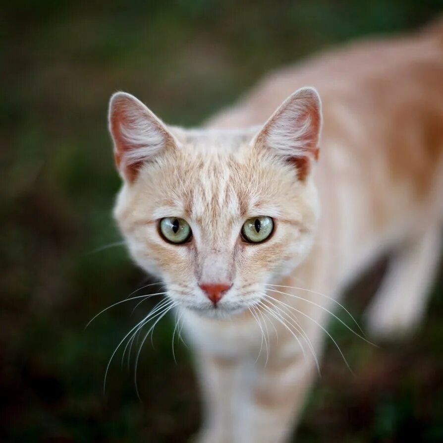 Бурмилла кошка рыжая. Бурмилла голубоглазая. Бурмилла табби. Бурмилла персиковая. Серо рыжий окрас кошки