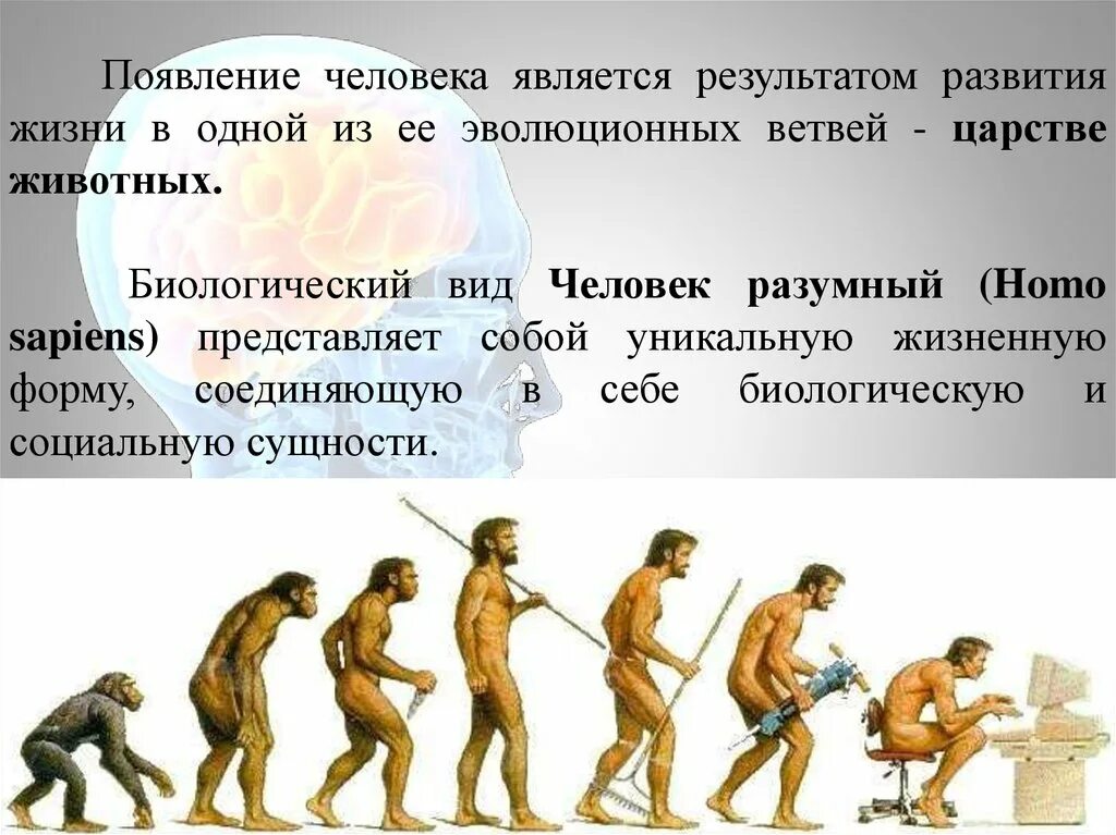 Развитие человека. Историческое развитие человека. Появление человека. Эволюция человека. Какие стадии выделяют в процессе становления человека