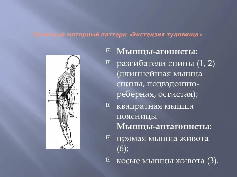 Мышцы разгибатели туловища. Экстензия мышцы агонисты. экстензия туловища мышцы агонисты. двигательные паттерны. латерофлексия туловища мышцы.