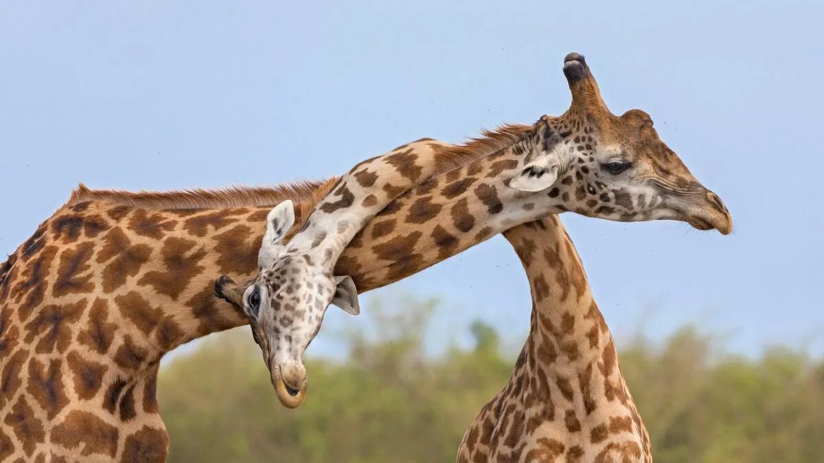 Giraffa camelopardalis tippelskirchi. Жирафы. Жираф шея. Жирафы фото. Жирафов звуко