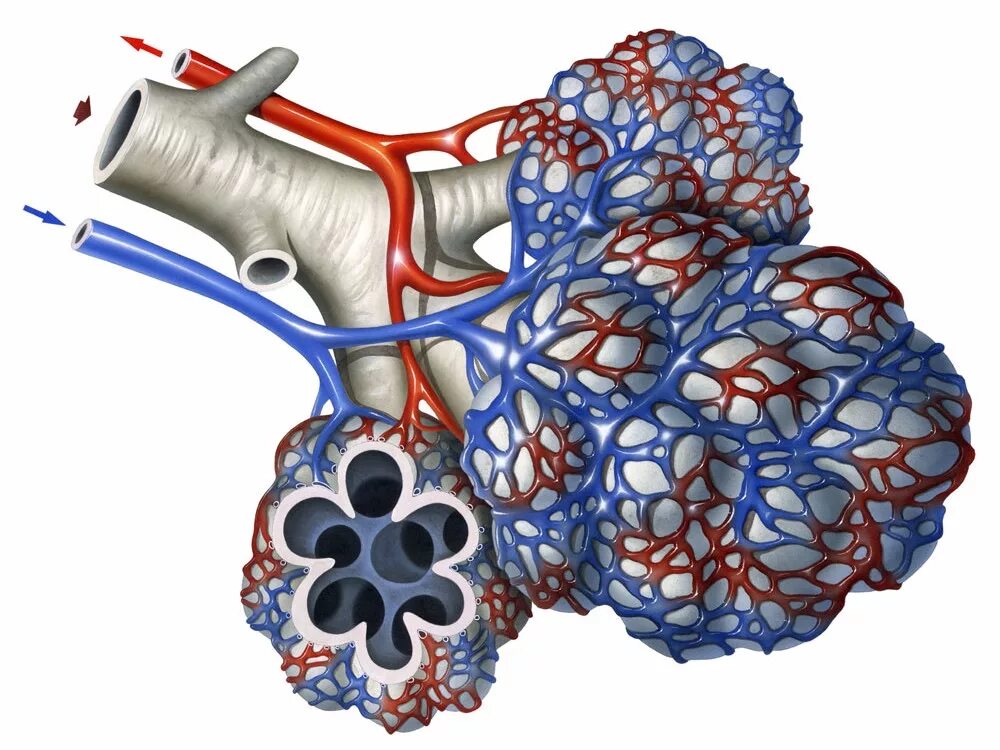 Капилляры и альвеолы легких функции. Альвеолы. Альвеолы это. Лёгочная альвеола. Альвеола и легочные капилляры.
