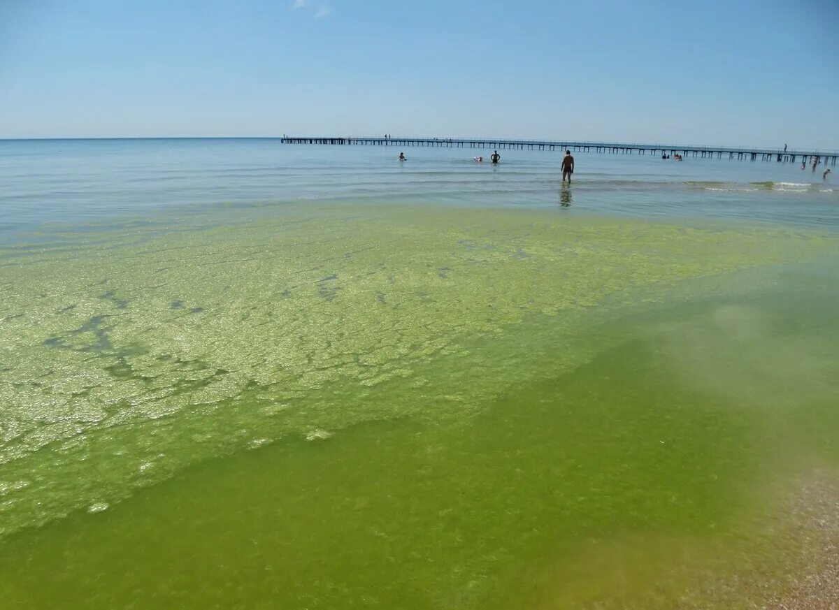 Водоросли в анапе. Цветение моря в Анапе. Черное море цветет Анапа. Джемете море цветет. Анапа Витязево море цветет 2021.