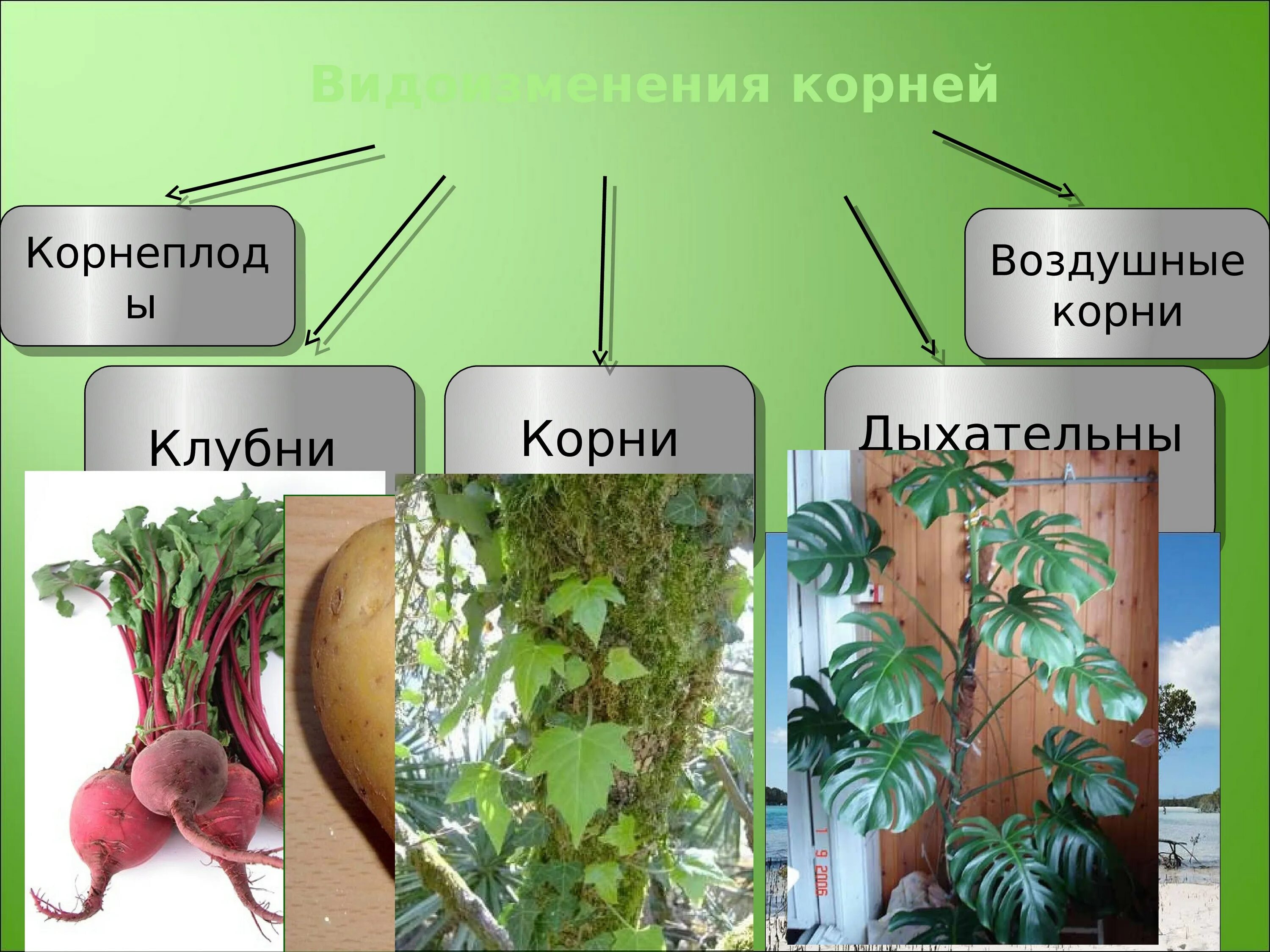 Корневые клубеньки видоизменение. Корнеплоды видоизменения корня. Видоизмененный корень имеется у