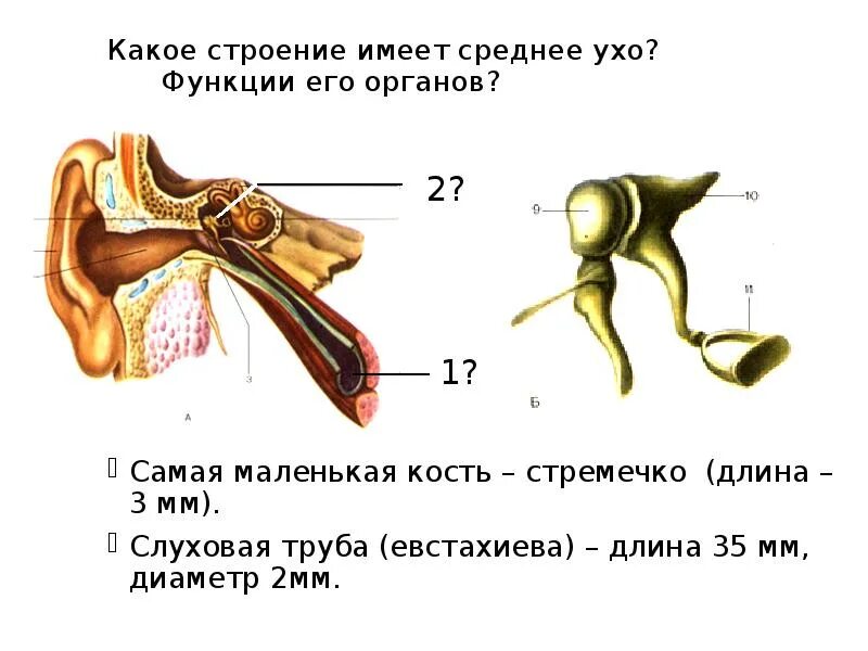 Какие структуры расположены в полости среднего уха. Стремечко строение и функции. Строение стремечко уха. Три функции слуховой трубы. Функции уха анатомия.