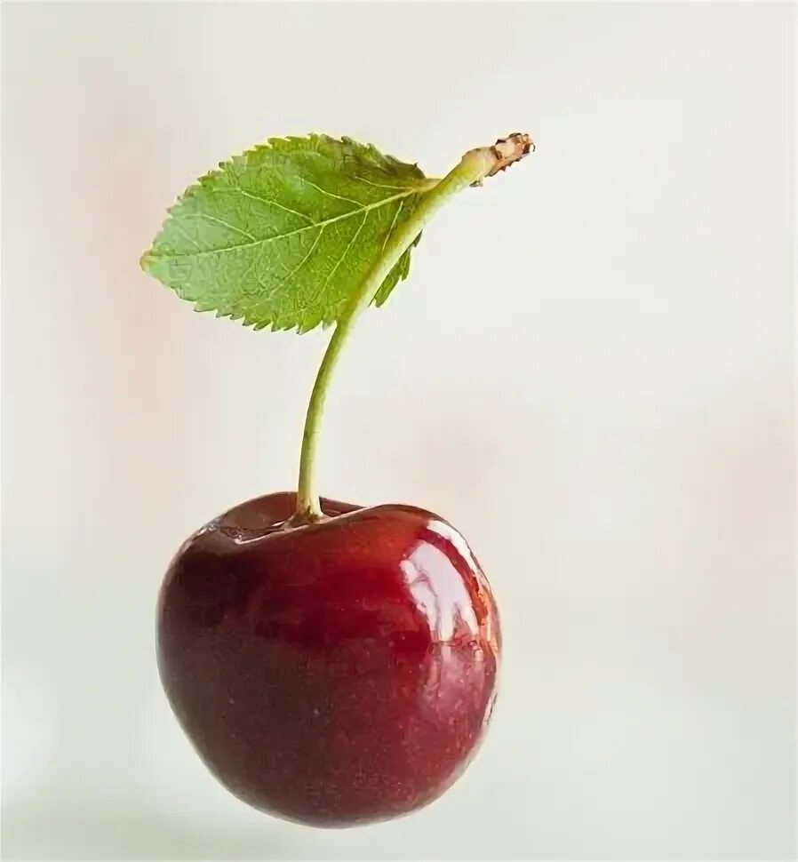 Вишня одна. Вишня на прозрачном фоне. Черешня. Вишня 1. Вишня ягода.