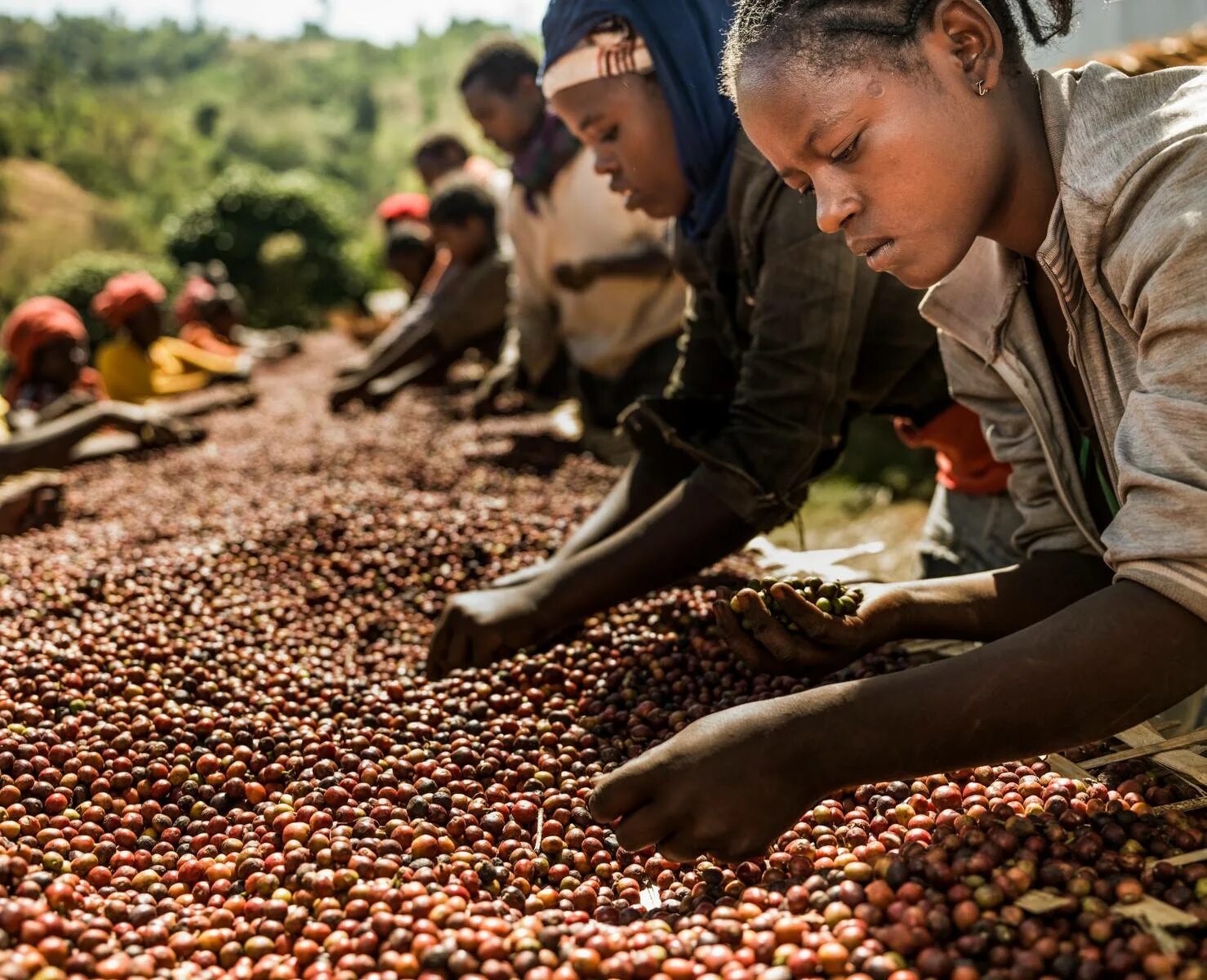 Колумбия страна кофе. Эфиопия кофейные плантации. Кофе Абиссиния Эфиопия. Бразилия плантации собиратели кофе. Плантации кофе в Эфиопии.