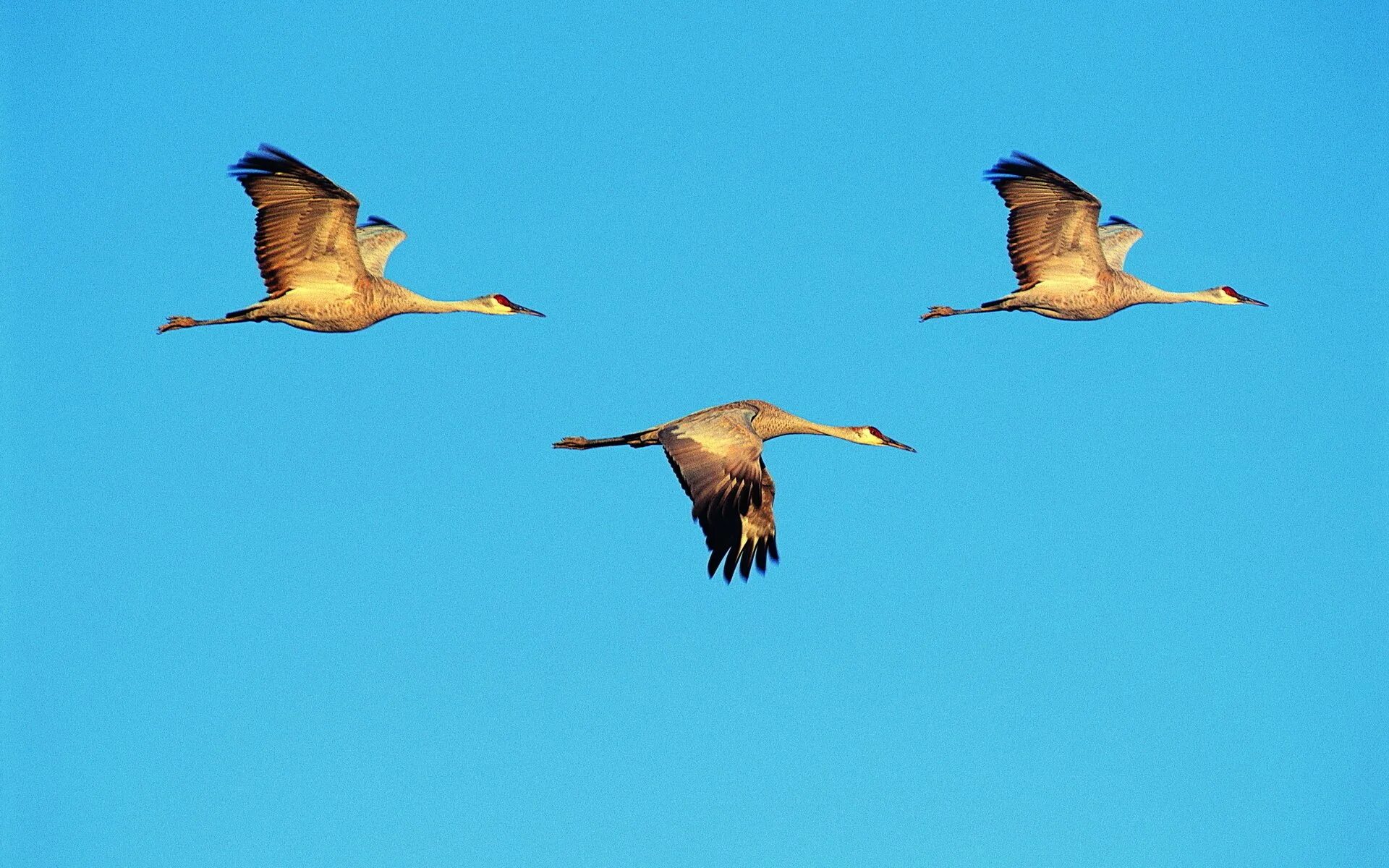 Песня ах журавли журавли. С эх журавль. Христианская песня журавли. Песня ах журавли журавли возьмите меня с собой. Клин журавлей в небе.