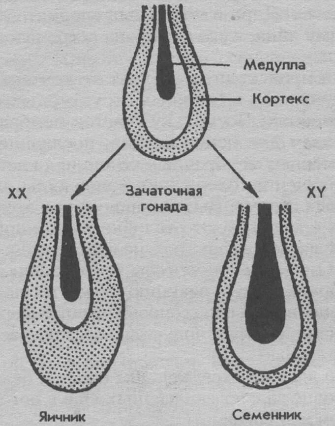 Физиологическая активность гонад. Эмбриогенез гонад. строение гонад. зачаточные гонады.