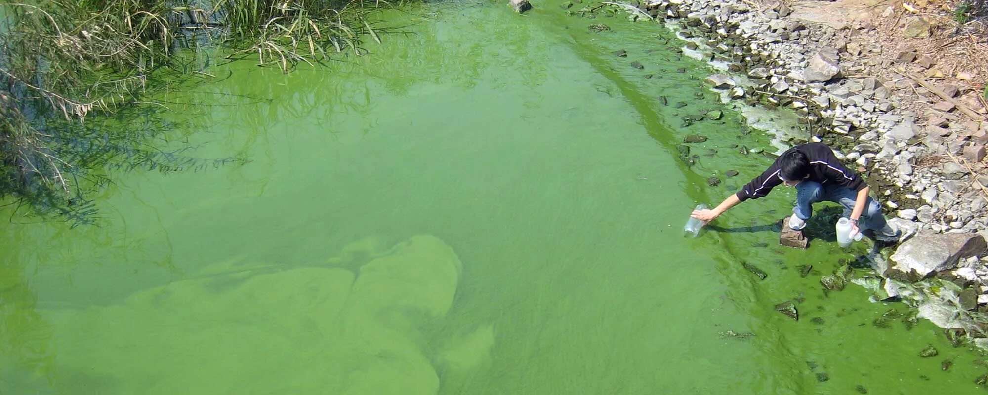 Зеленая вода в реке. Цветение воды в водоемах. Последствия эвтрофикации водоемов. Антропогенная эвтрофикация. Зеленые воды последствия