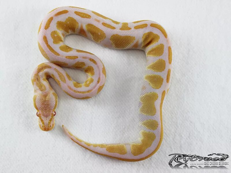 Head python